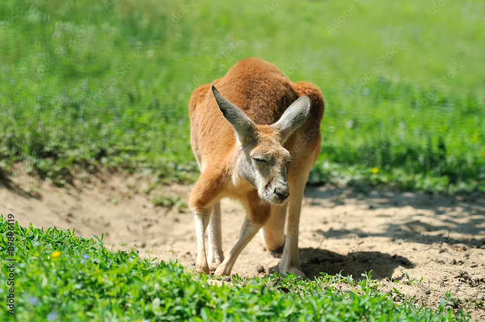 Fototapeta premium Kangaroo