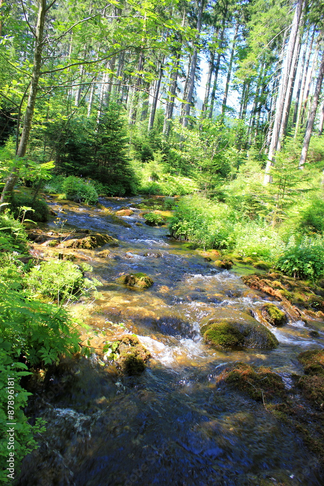 Fototapeta premium Wilder Gebirgsbach in einem Wald