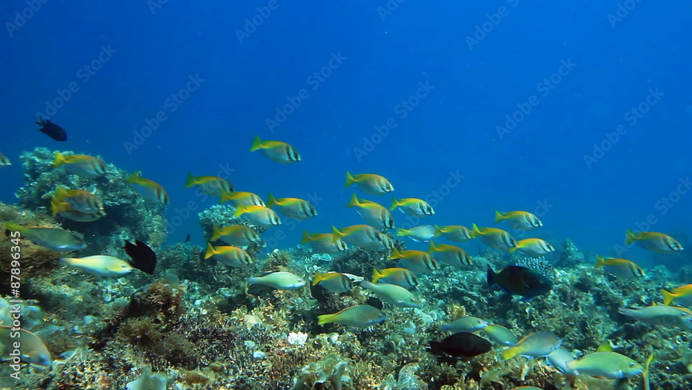 School of fish Parrotfish on the coral reef panorama School of fish Parrotfish on the coral reef panorama