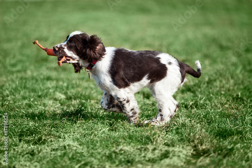 Fototapeta Naklejka Na Ścianę i Meble -  Deutschland, Bayern, English Springer Spaniel auf dem Gras