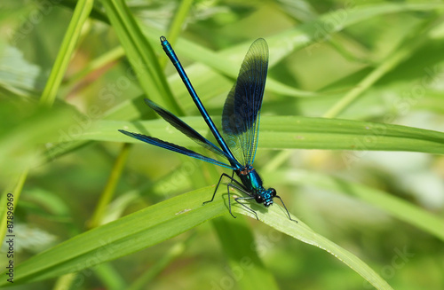 dragonfly in the forest