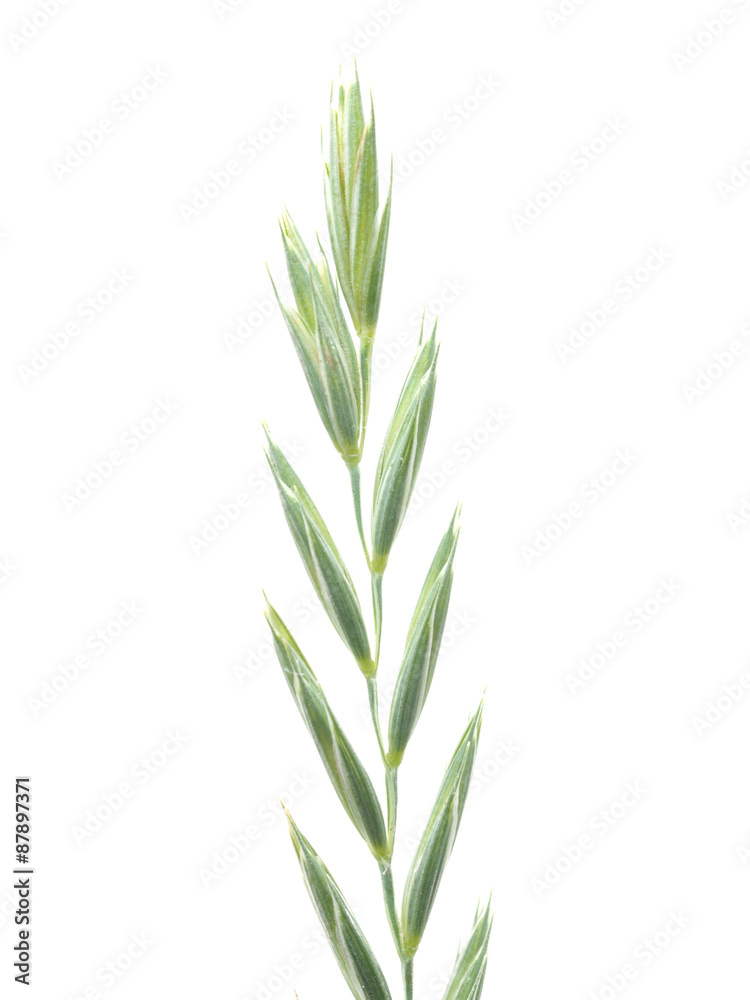 cereals on a white background cereals on a white background