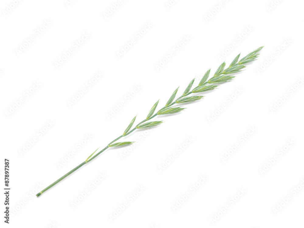 Fototapeta premium cereals on a white background
