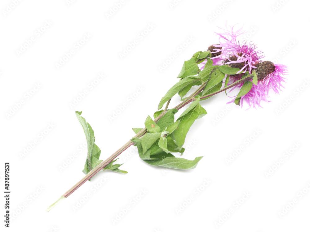 Obraz premium cornflower field on a white background