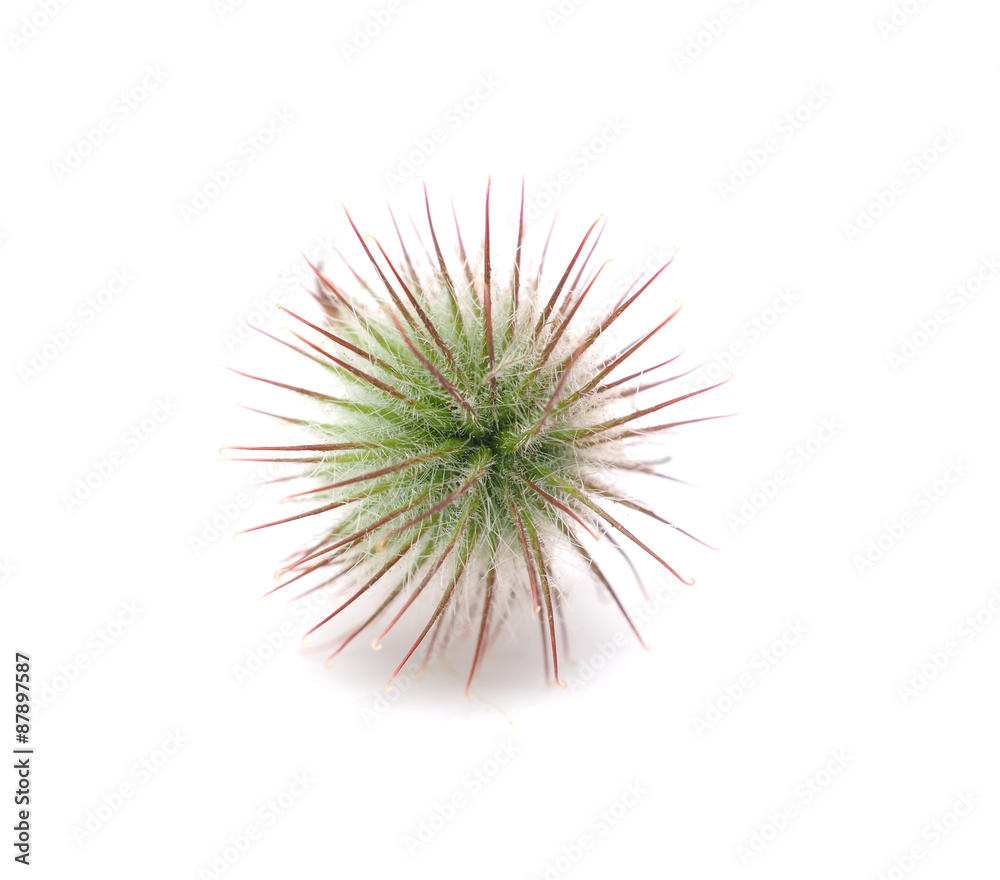 Geum Rivale on a white background Geum Rivale on a white background