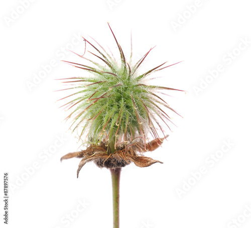 Geum Rivale on a white background