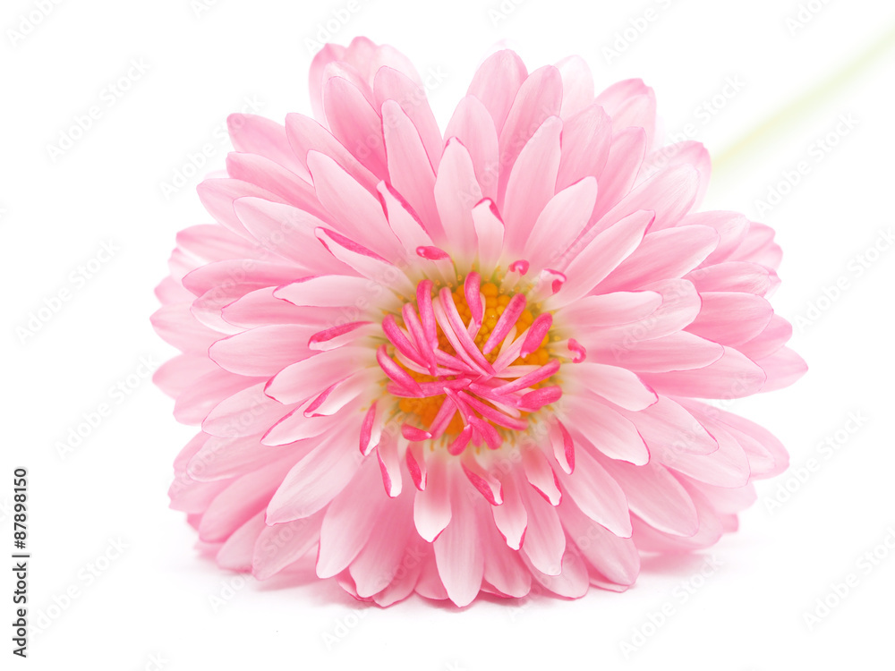 Fototapeta premium daisy on a white background