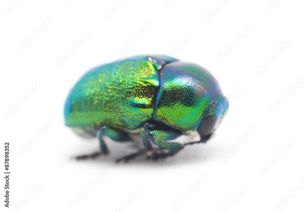 a beetle on a white background