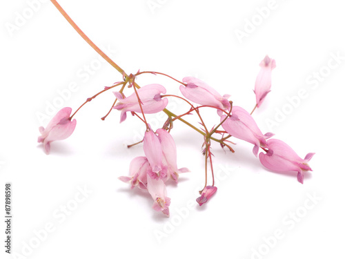 Dicentra flowers on a white background