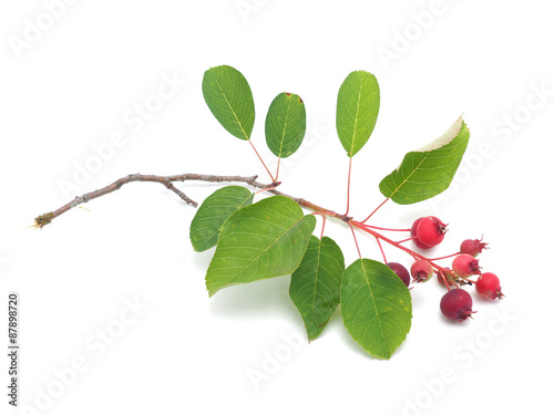 saskatoon berries on a white background