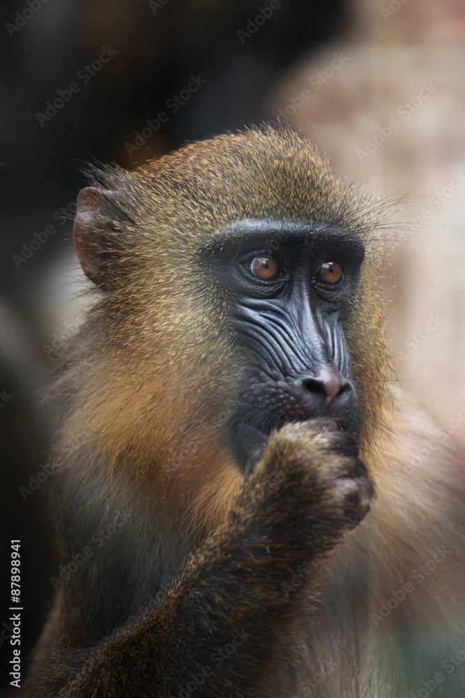 Mandrill (Mandrillus sphinx). Mandrill (Mandrillus sphinx).
