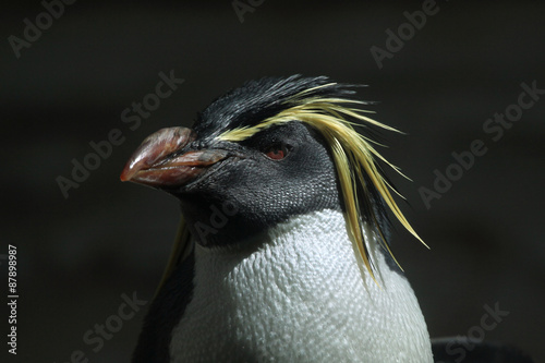 Northern rockhopper penguin  Eudyptes moseleyi .