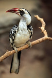 Northern red-billed hornbill (Tockus erythrorhynchus).
