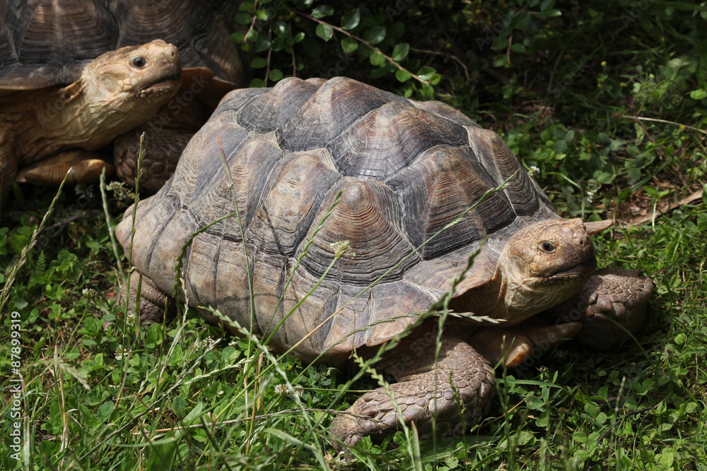 African spurred tortoise (Centrochelys sulcata). African spurred tortoise (Centrochelys sulcata).
