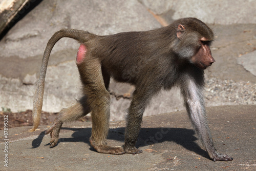 Hamadryas baboon (Papio hamadryas). photo