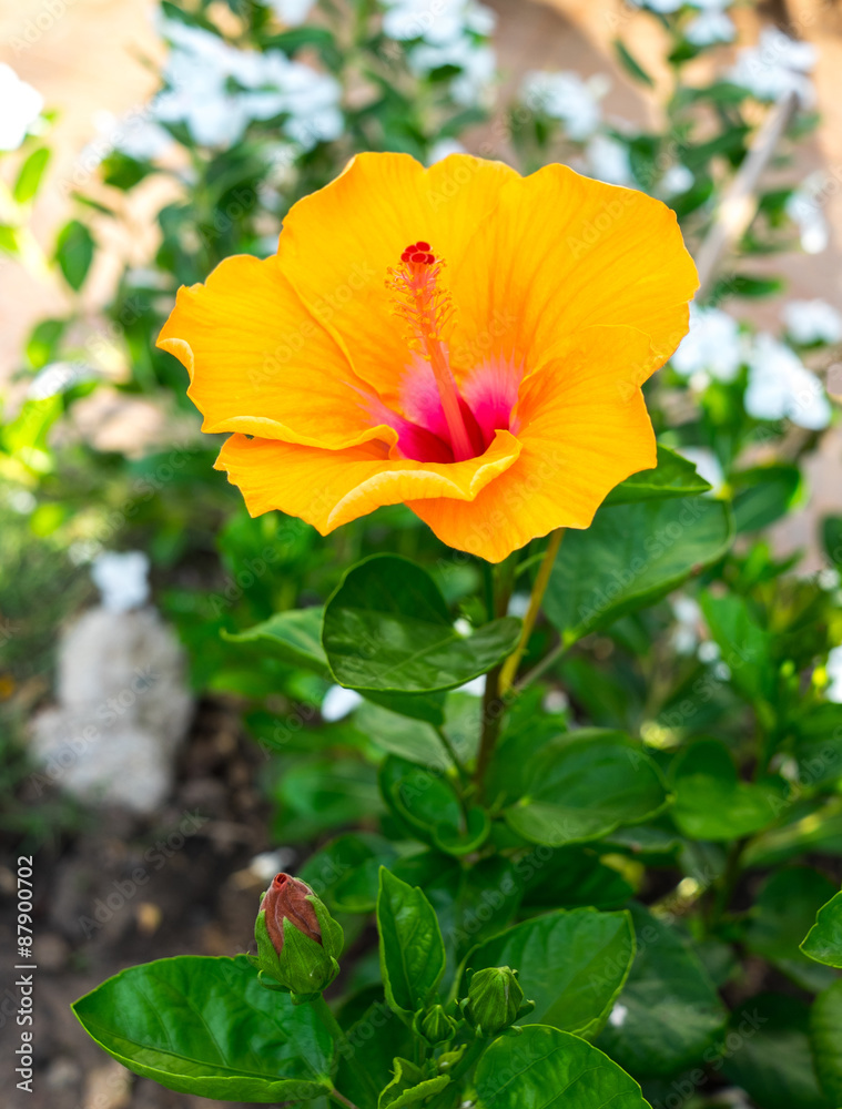 Hibiscus flower of Chinese rose flower Hibiscus flower of Chinese rose flower