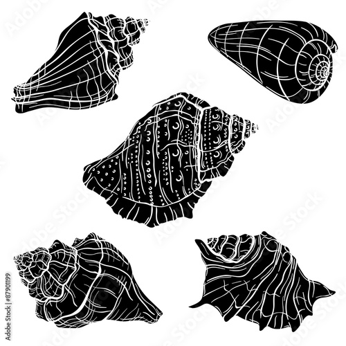 Hand drawn seashells
