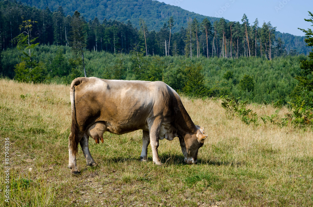 Cow on the meadow
