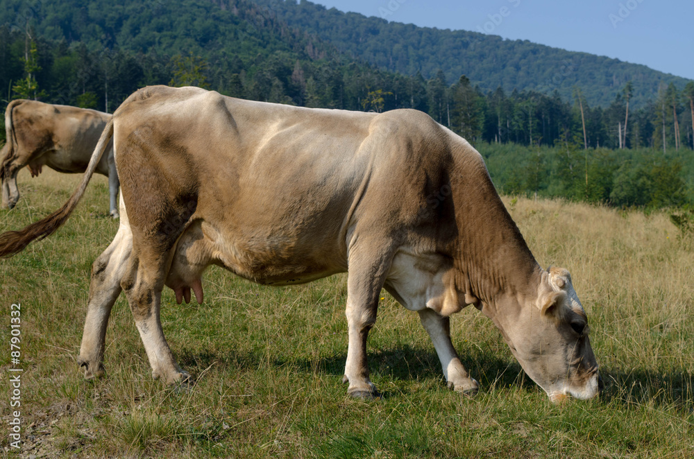 Fototapeta premium Cow on the meadow