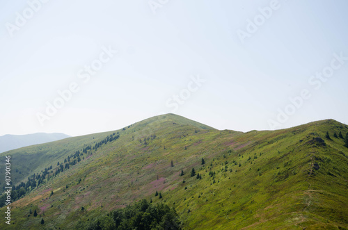 Carpathian mountains summer landscape with green sunny hills