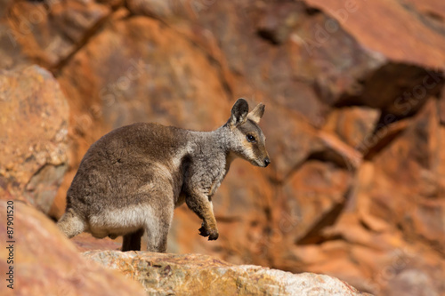 Australian Rock Wallaby