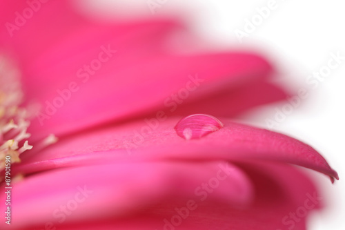 Flower with water drop. Soft focus. Made with lens-baby and macr