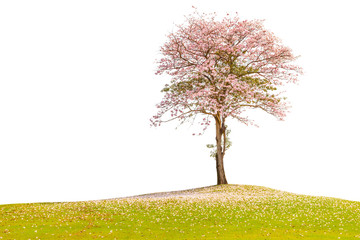 Fototapete Bäume Rosa Trompetenbaum auf grüner Wiese  © mrcmos