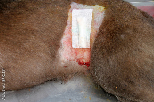 dog spaying surgery photo