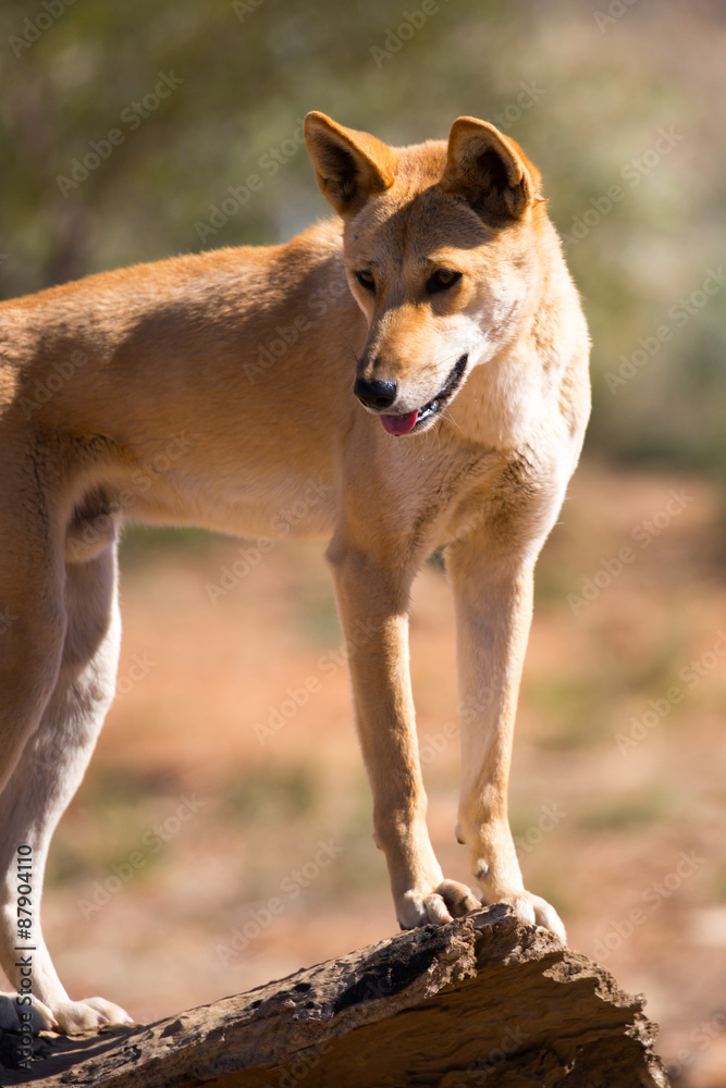 Wild Dingo