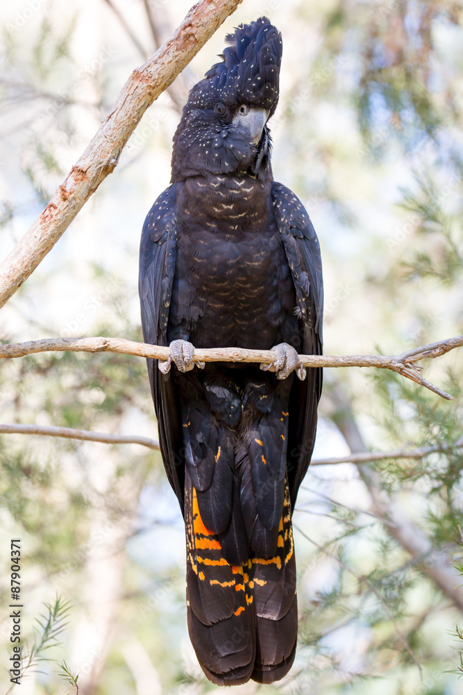 Fototapeta premium Australian Red-Tailed Black Cockatoo