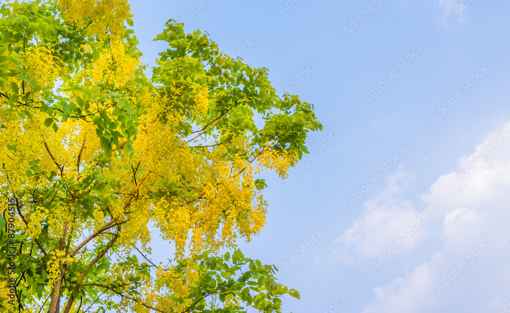 Golden Shower flower in Chiang mai Thailand Golden Shower flower in Chiang mai Thailand