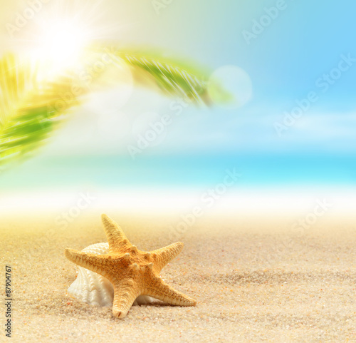 Starfish on the summer beach and palm