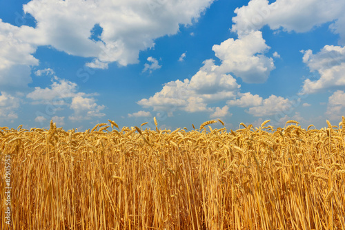 Canvas Print Wheat