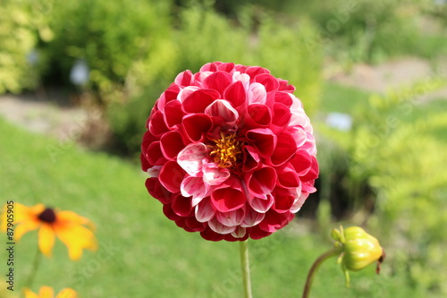 Fototapeta Naklejka Na Ścianę i Meble -  White and pink hybrid 