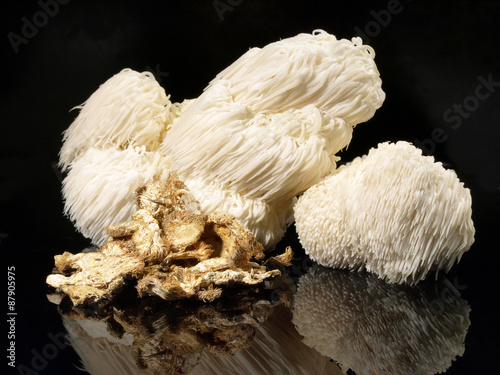 Hericium - Heilpilze photo