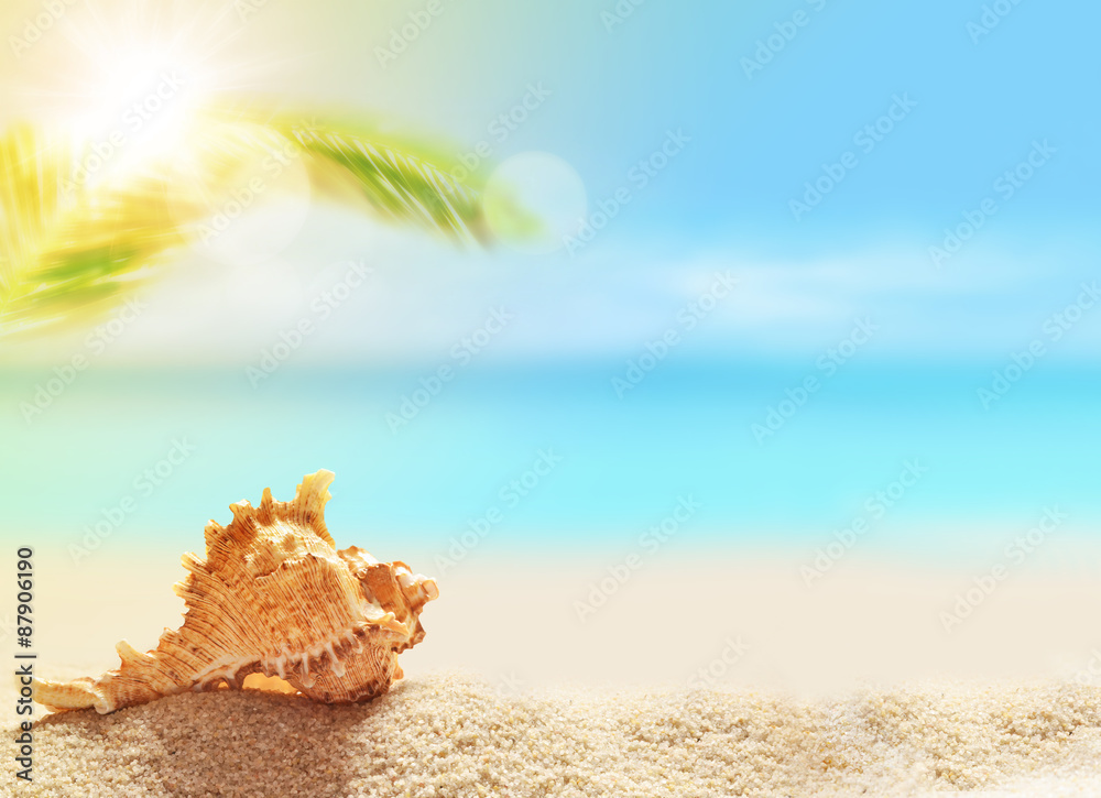 seashell on the sandy beach and palm seashell on the sandy beach and palm