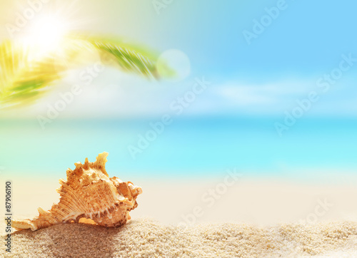  seashell on the sandy beach and palm