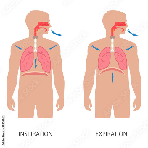 vector respiratory system anatomy, breathing human diaphragm photo