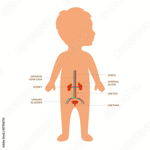 human urinary system anatomy, vector medical kidney illustration 