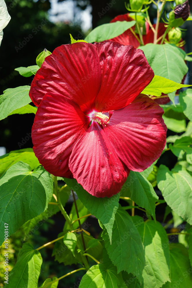 Rose mallow Rose mallow