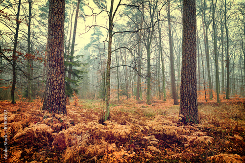 Vintage photo of autumn forest