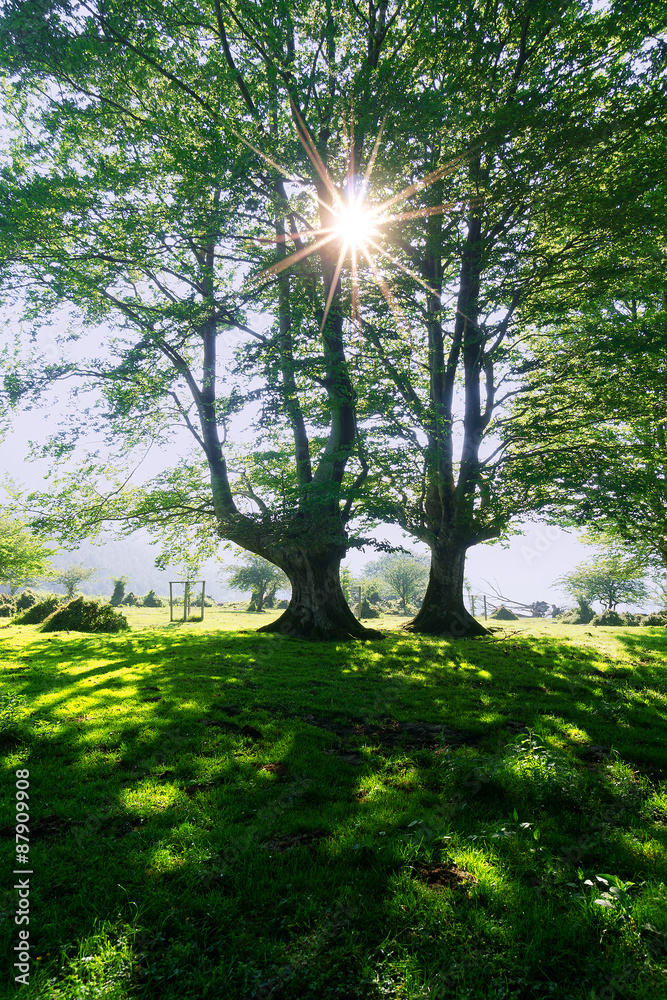 Obraz premium sunny forest