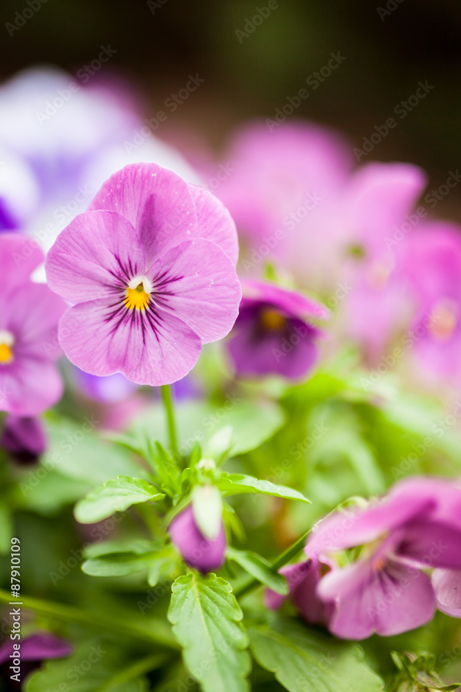 Beautiful violet flowers Beautiful violet flowers