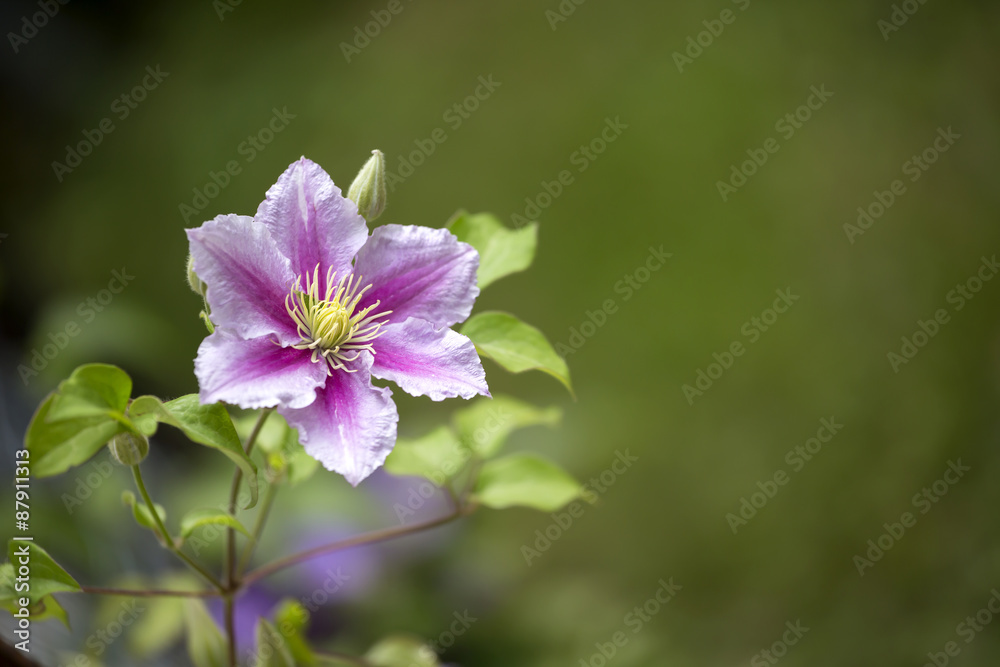 Light pink clematis flower blooming in the garden. Single clematis blossom on solid green background with space for text Light pink clematis flower blooming in the garden. Single clematis blossom on solid green background with space for text