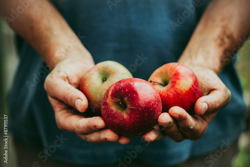 Leinwand Poster Farmer with apples