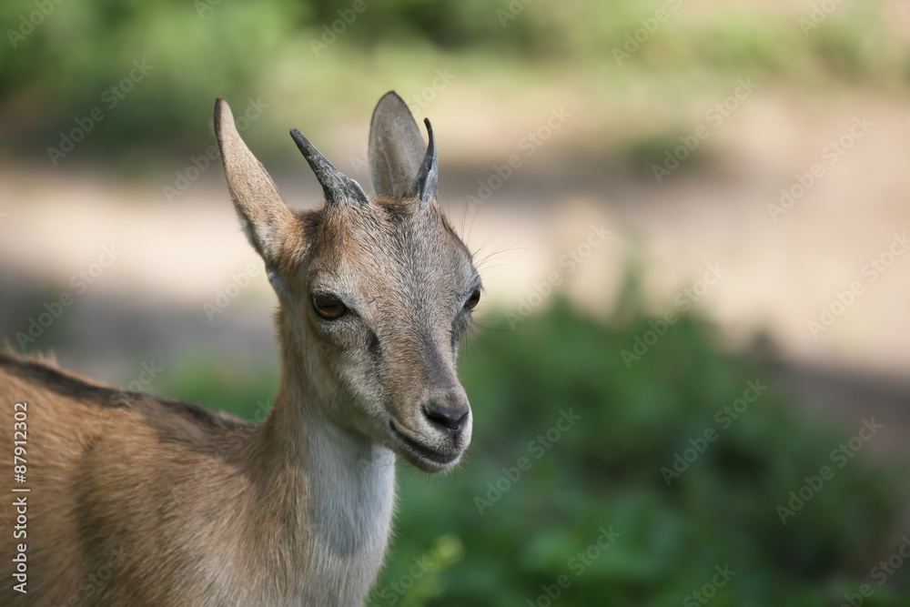 Fototapeta premium portrait of a young goat