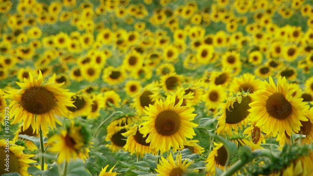 Field Funflowers. Field Funflowers.