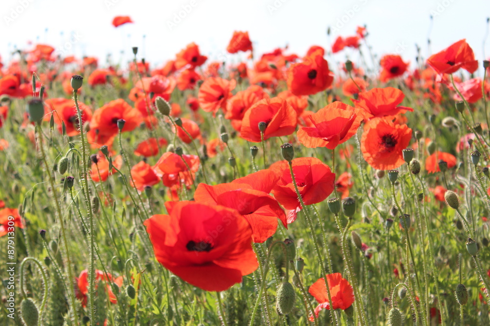 Obraz premium Scarlet Poppies in Field of Corn, Summer, England.