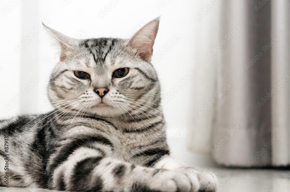 American shorthair cat is sitting and looking forward American shorthair cat is sitting and looking forward