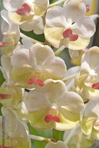 Beautiful orchids.